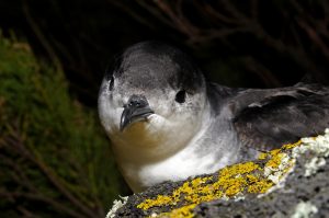 Fotografar Aves Marinhas nos Açores