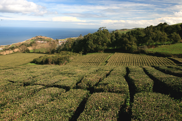 plantação e produção do Chá dos Açores