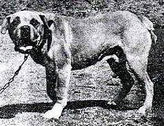 Cão de Fila de São Miguel – Wikipédia, a enciclopédia livre