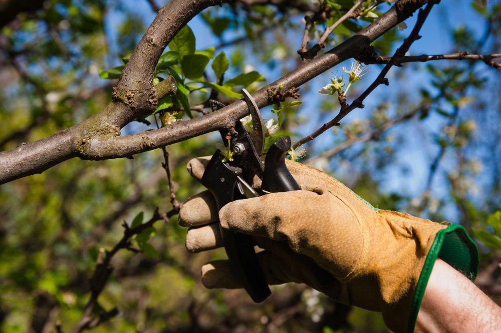 Workshop de Podas e Controlo de Pragas em Fruticultura Bio